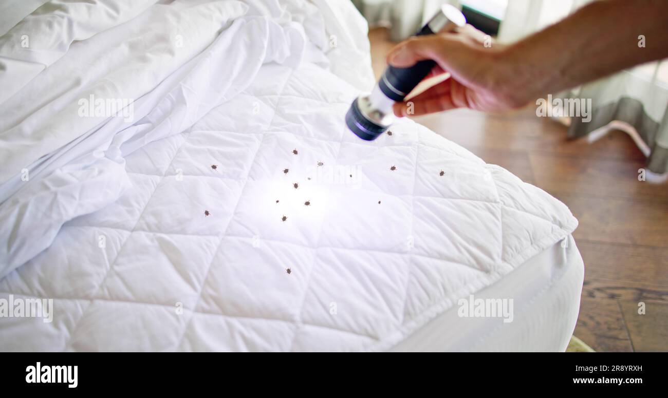 Bed Bug Infestation And Treatment Service. Bugs Extermination Stock