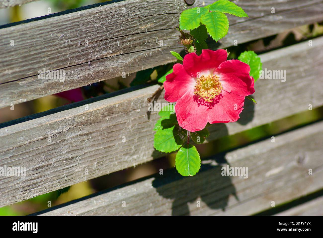 Twig with pink dogrose and green leaves hanging in front of gray plank background. Stock Photo