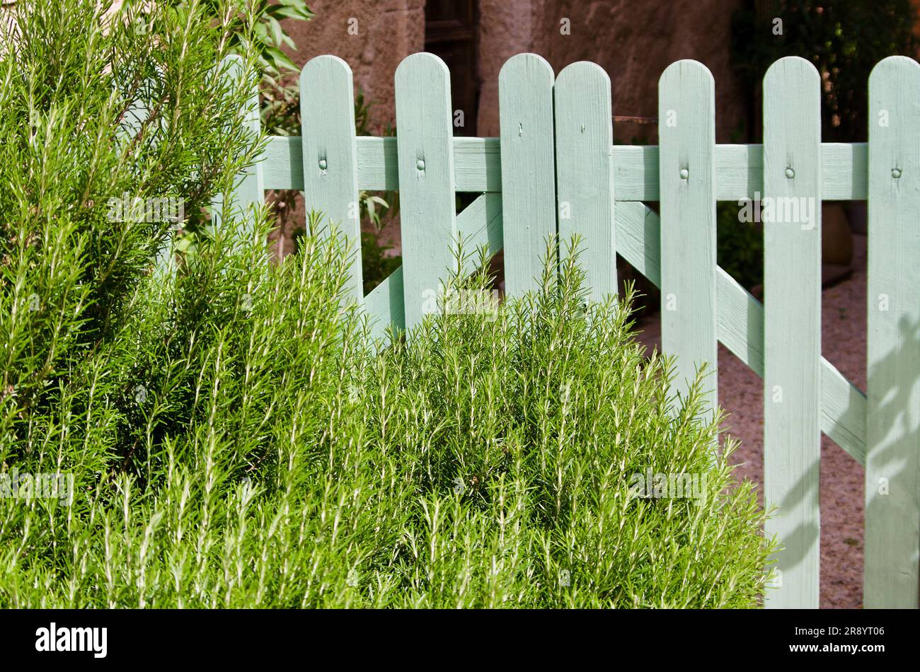 Green rosemary plants growing in the garden in front of a turquoise wooden fence in France. Stock Photo