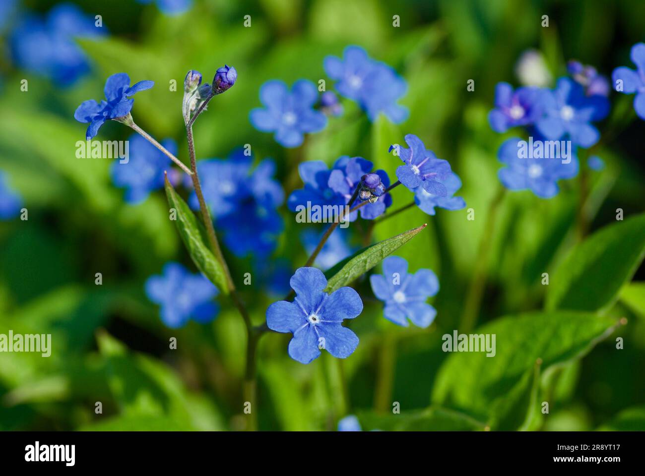 Bright blue flowers named Blue-eyed-Mary in flowerbed in spring. Stock Photo