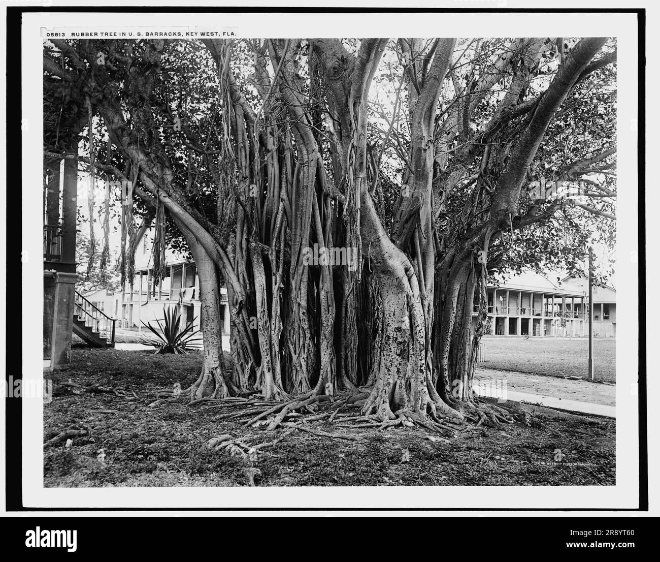 Rubber tree in U.S. barracks, Key West, Fla., between 1890 and 1901. Stock Photo