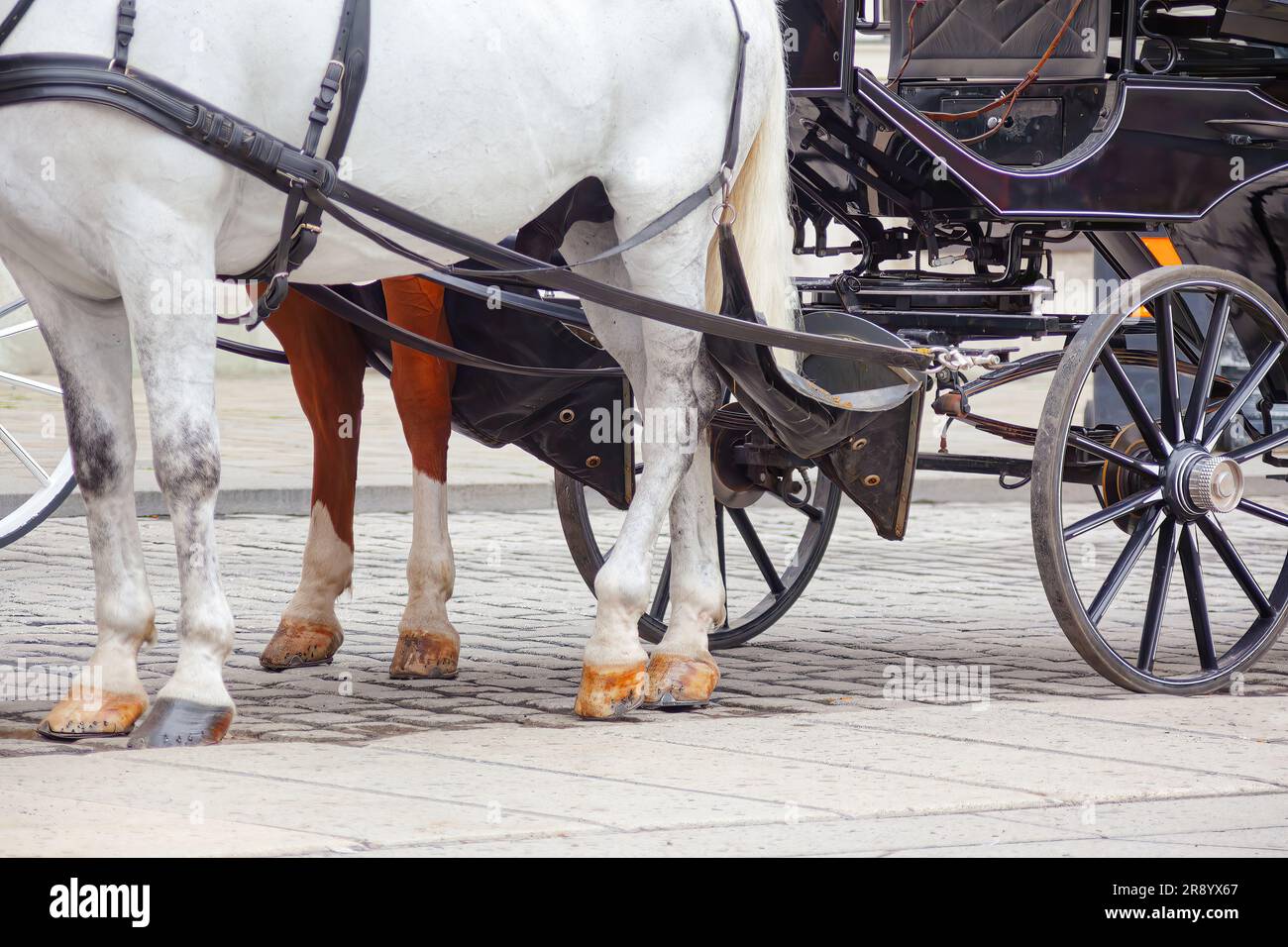 Horsedrawn carriages in the city of Vienna, Austria . Horses pulling a