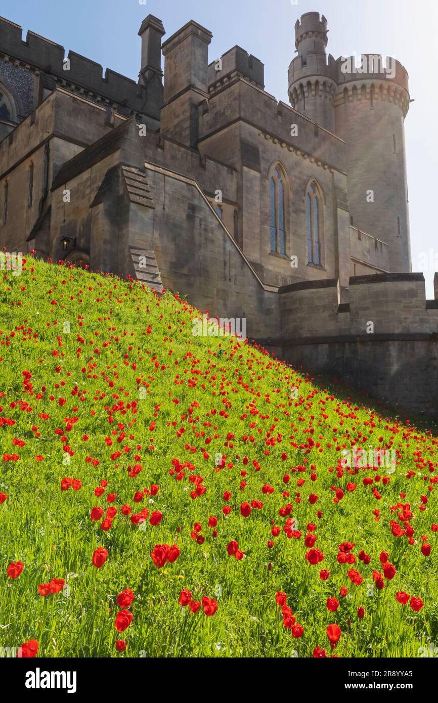 England, Sussex, West Sussex, Arundel, Arundel Castle and Tulips Stock Photo