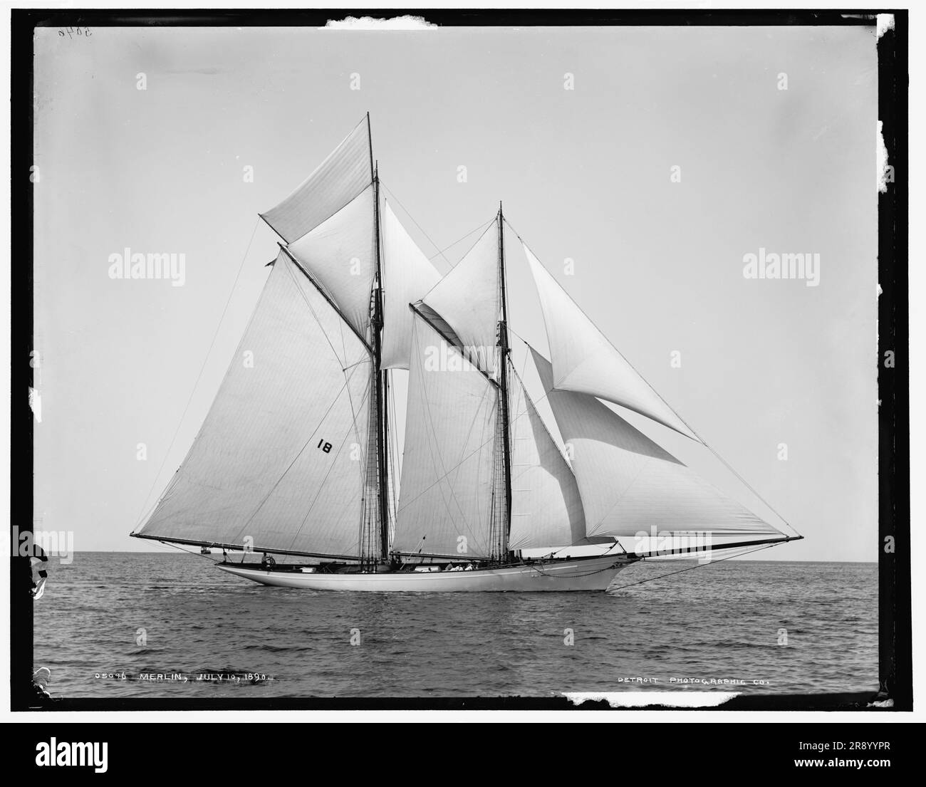 American merlin Black and White Stock Photos & Images - Alamy