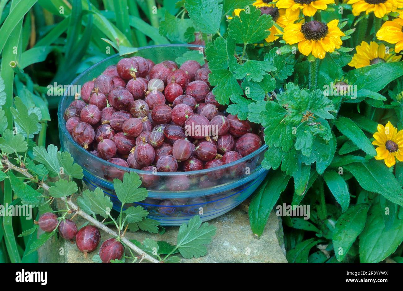 Gooseberries (Ribes uva-crispa), gooseberry in a galshell Stock Photo
