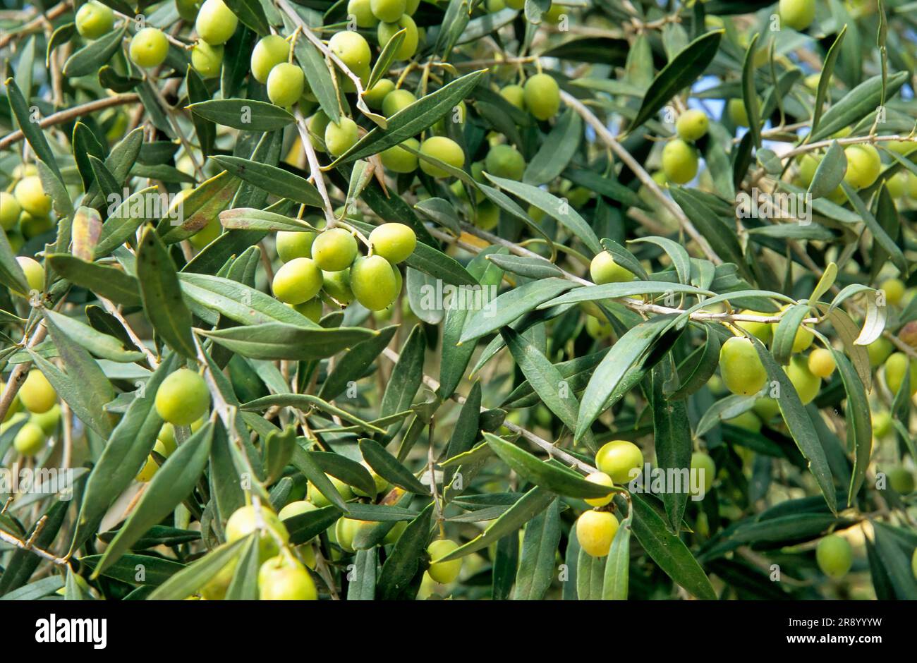 Olive tree (Olea europaea), real olive tree with fruits, Siggiewi