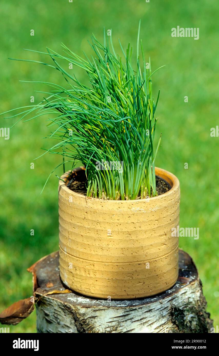 Pot with chive, chives (Allium schoenoprasum), cut leeks, grass leeks