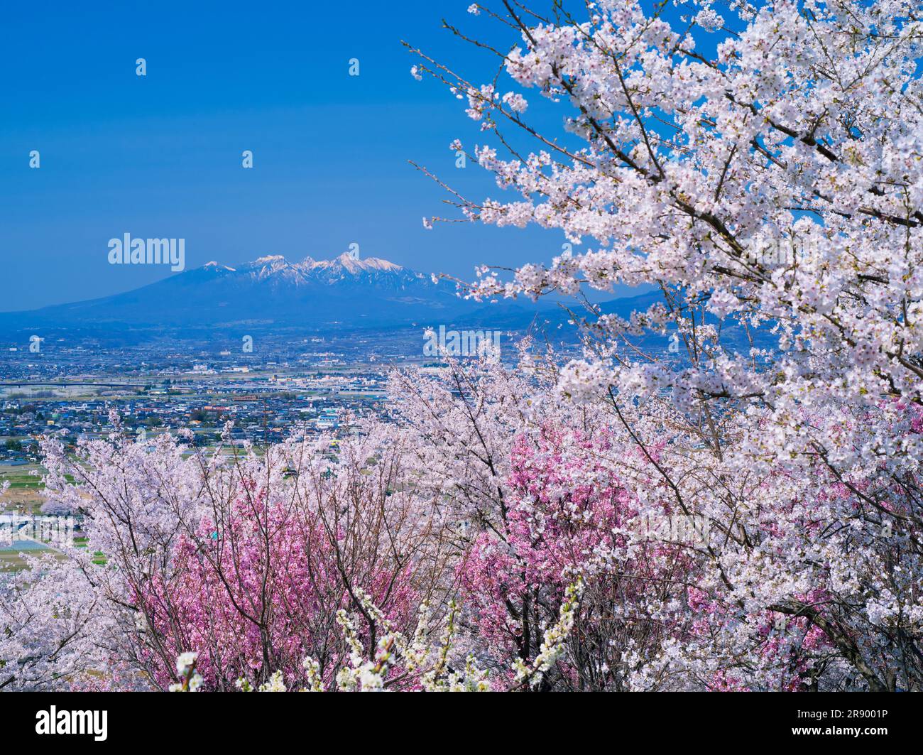 Sakura and Yatsugatake peak Stock Photo
