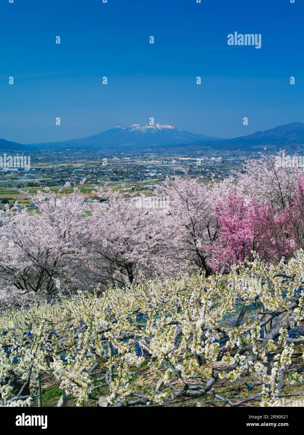 Sakura and Yatsugatake peak Stock Photo