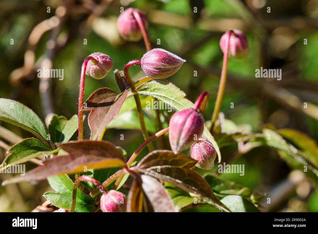 A closeup of the pink buds of Clematis Montana in springtime. Stock Photo