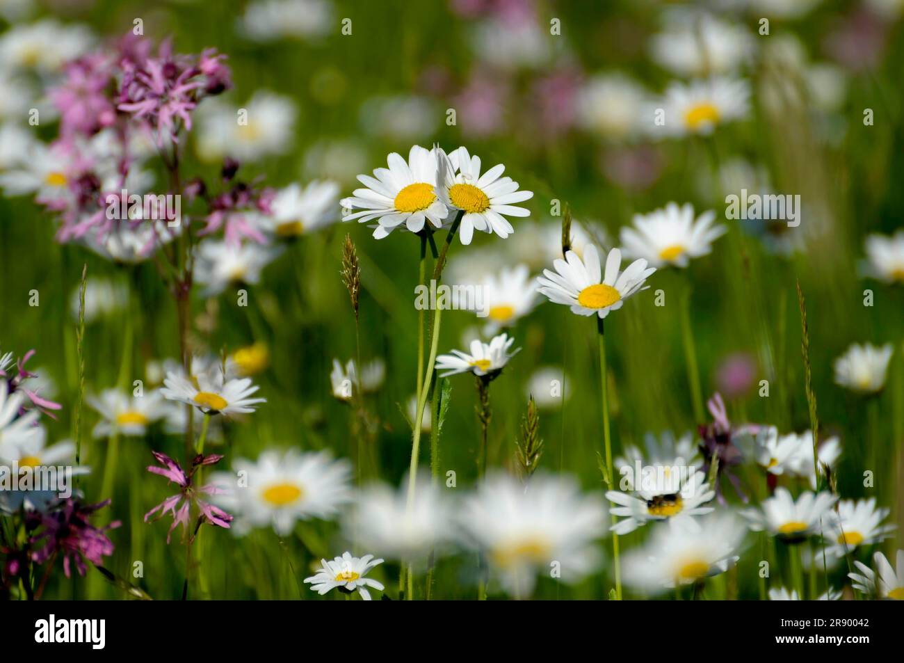 Meadow flowers, daisies, flowering meadow, meagre meadow oxeye daisy