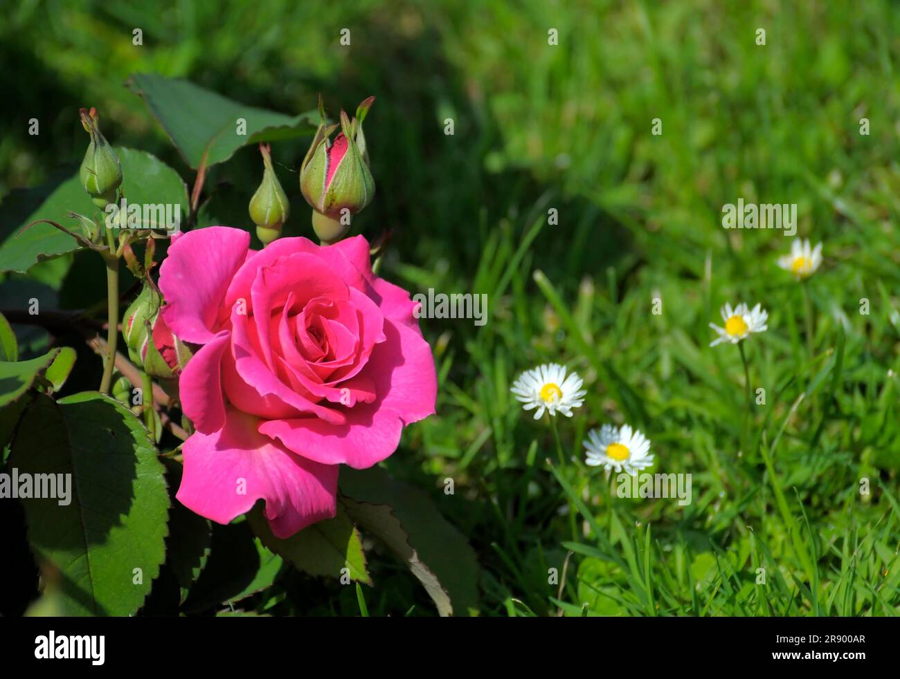 Pink rose in the garden, variety: Sleeping Beauty, rose garden in ...