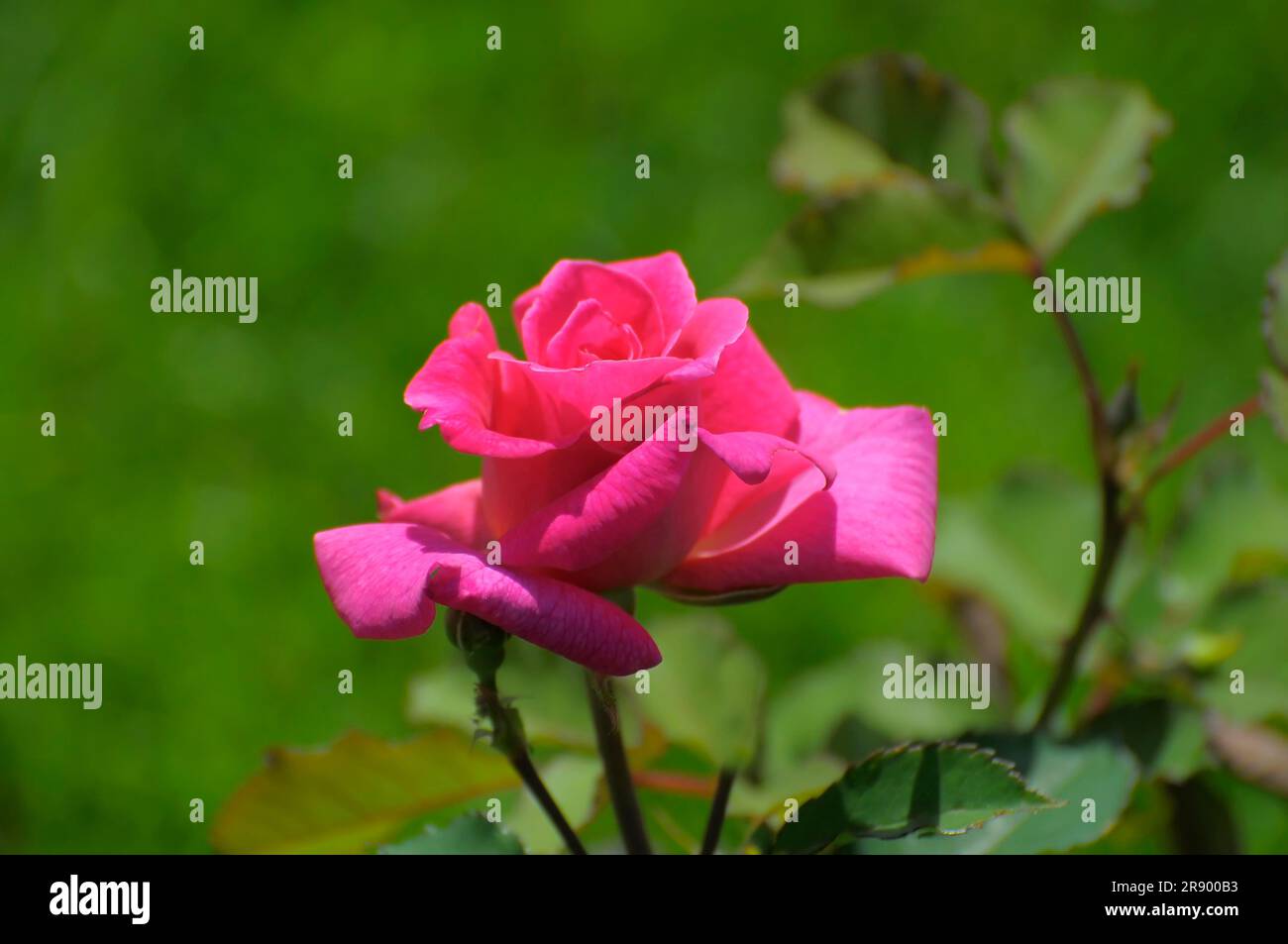 Pink rose in the garden, variety: Sleeping Beauty, rose garden in ...