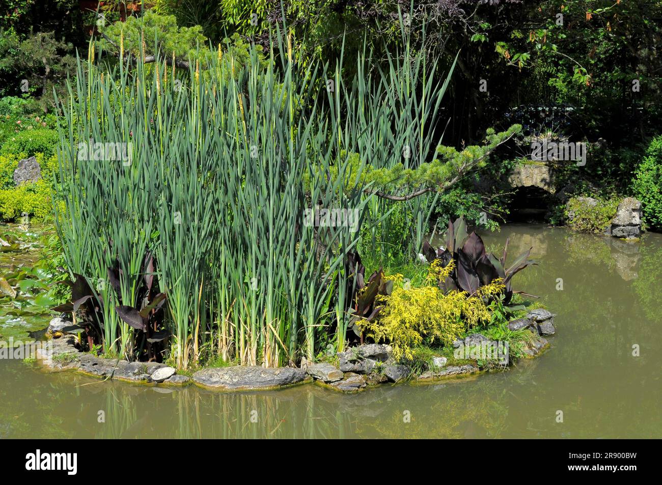 Asian garden in Muenzesheim, Kraichgau, Japan garden, pond, murky water