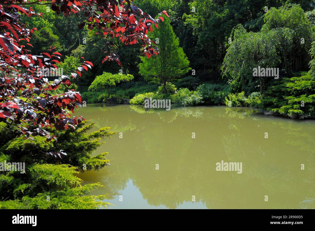 Asian garden in Muenzesheim, Kraichgau, Japan garden, pond, murky water