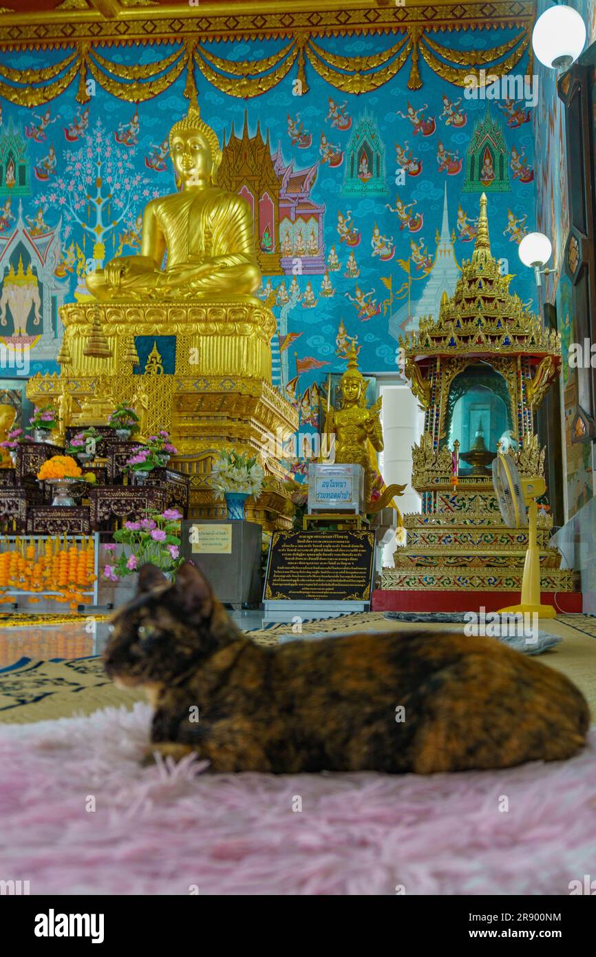 Tranquility Amidst Serenity: A Feline Retreat at the White Temple in Krabi, Thailand Stock Photo