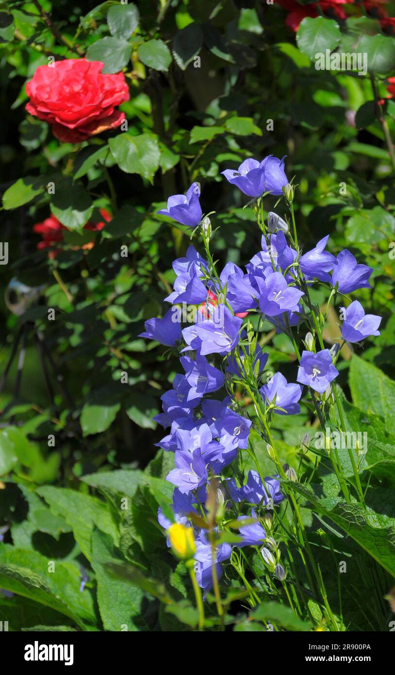 Flower garden in summer, blue bellflower in the garden Stock Photo