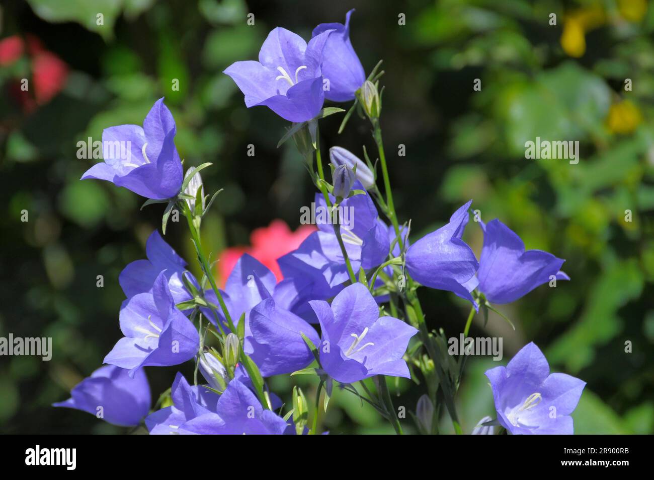 Flower garden in summer, blue bellflower in the garden Stock Photo