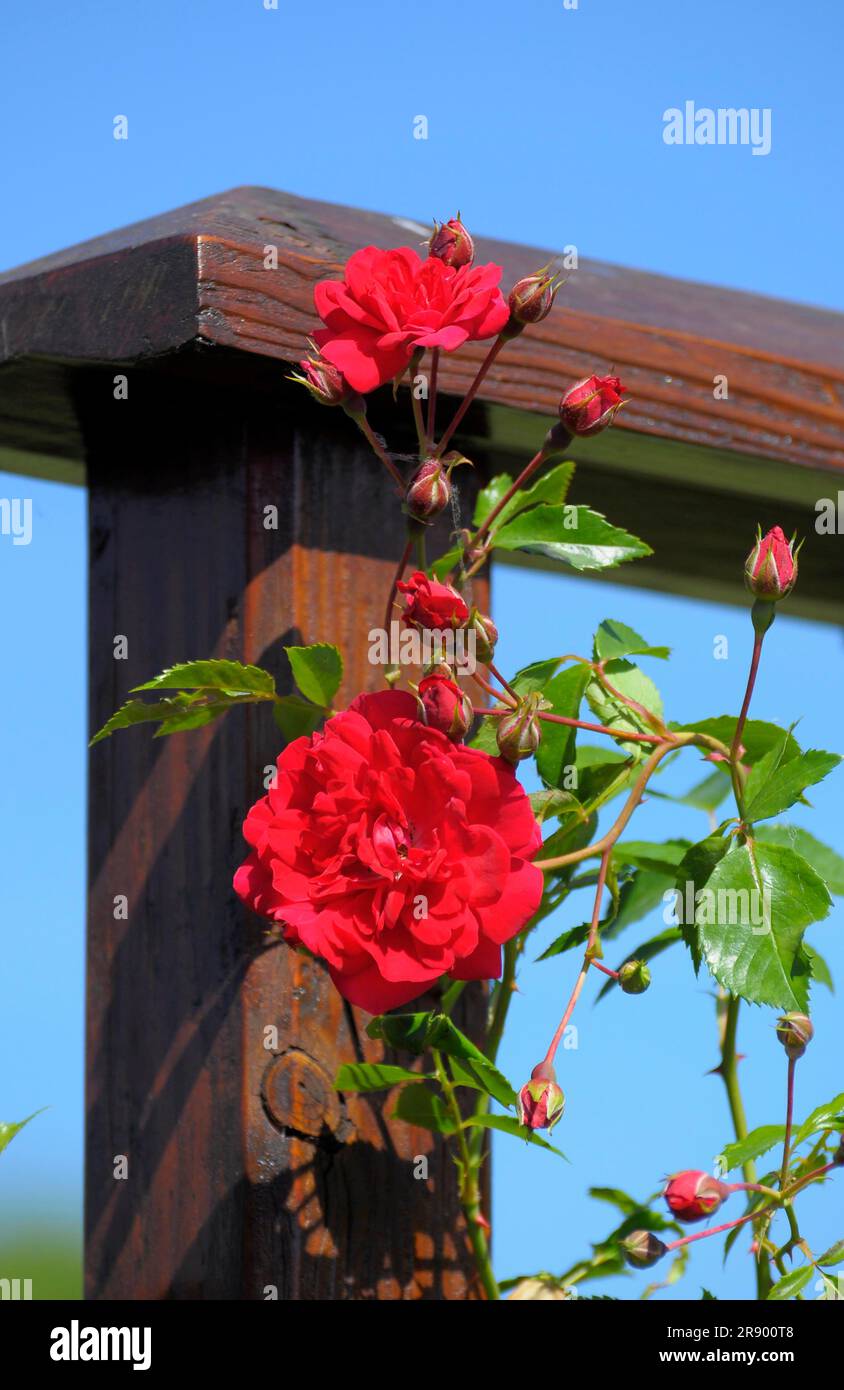 Climbing rose, Strombergzauber Stock Photo - Alamy