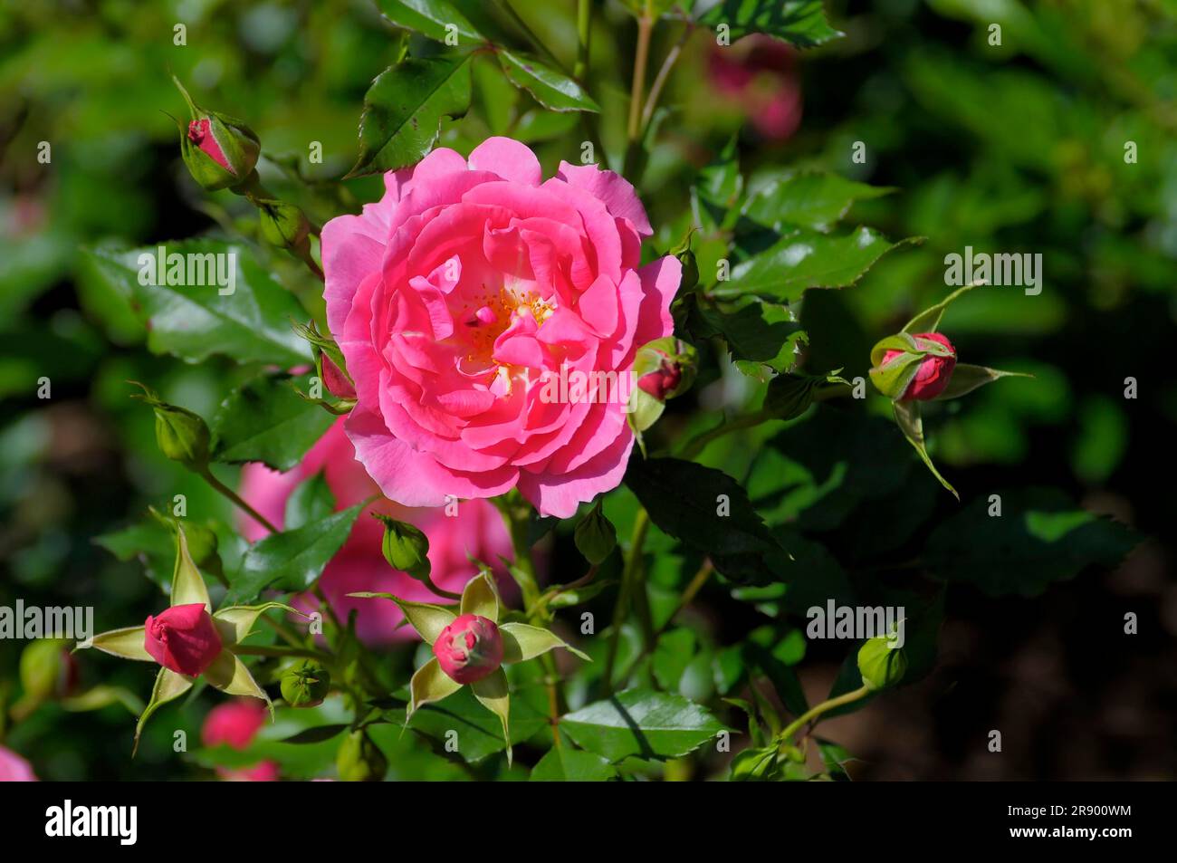 Small shrub rose Derdinger Summer Stock Photo