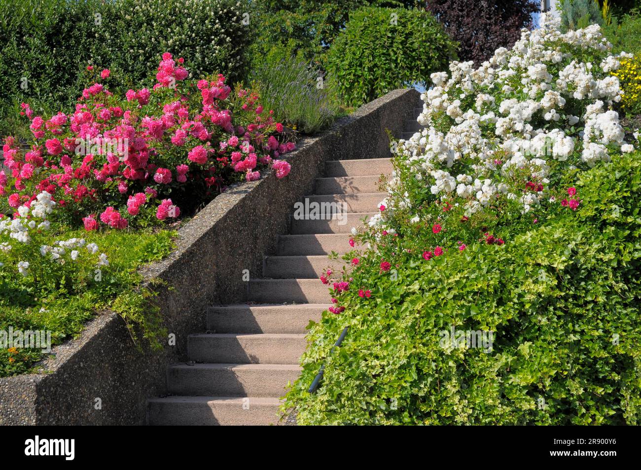 Rose garden with stairs Stock Photo Alamy