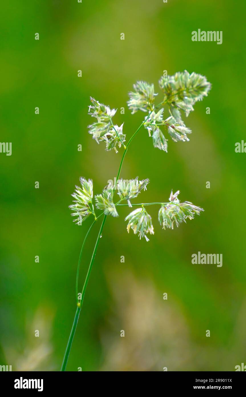 Blade of grass Stock Photo Alamy