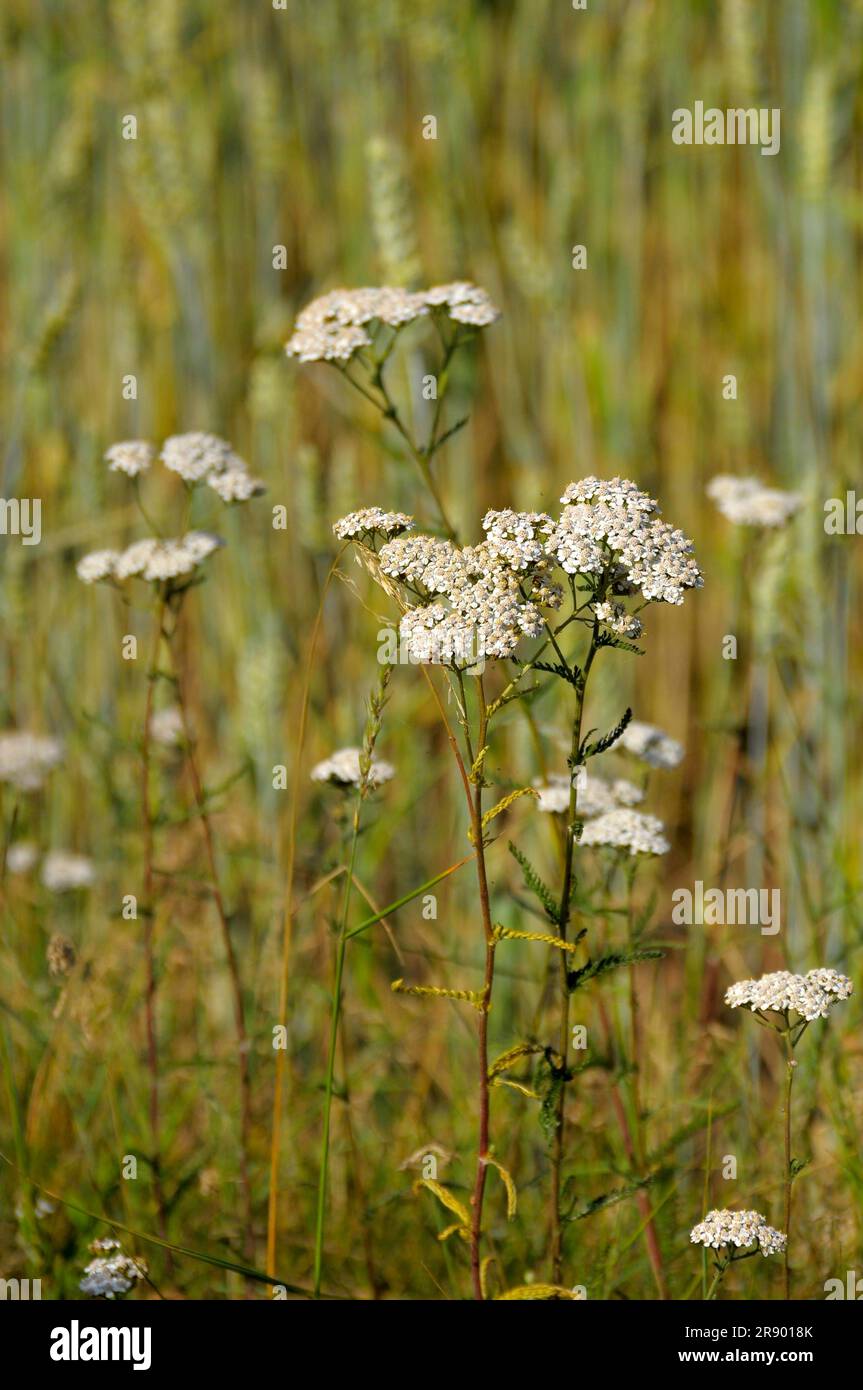 Medicinal plant : Yarrow flowering Stock Photo