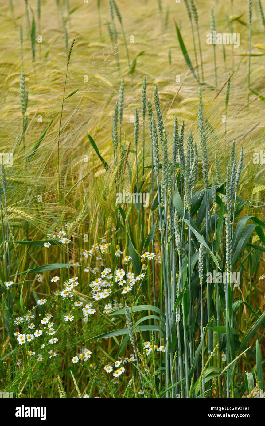Rye field with wheat ears, flowering with camomiles Stock Photo - Alamy
