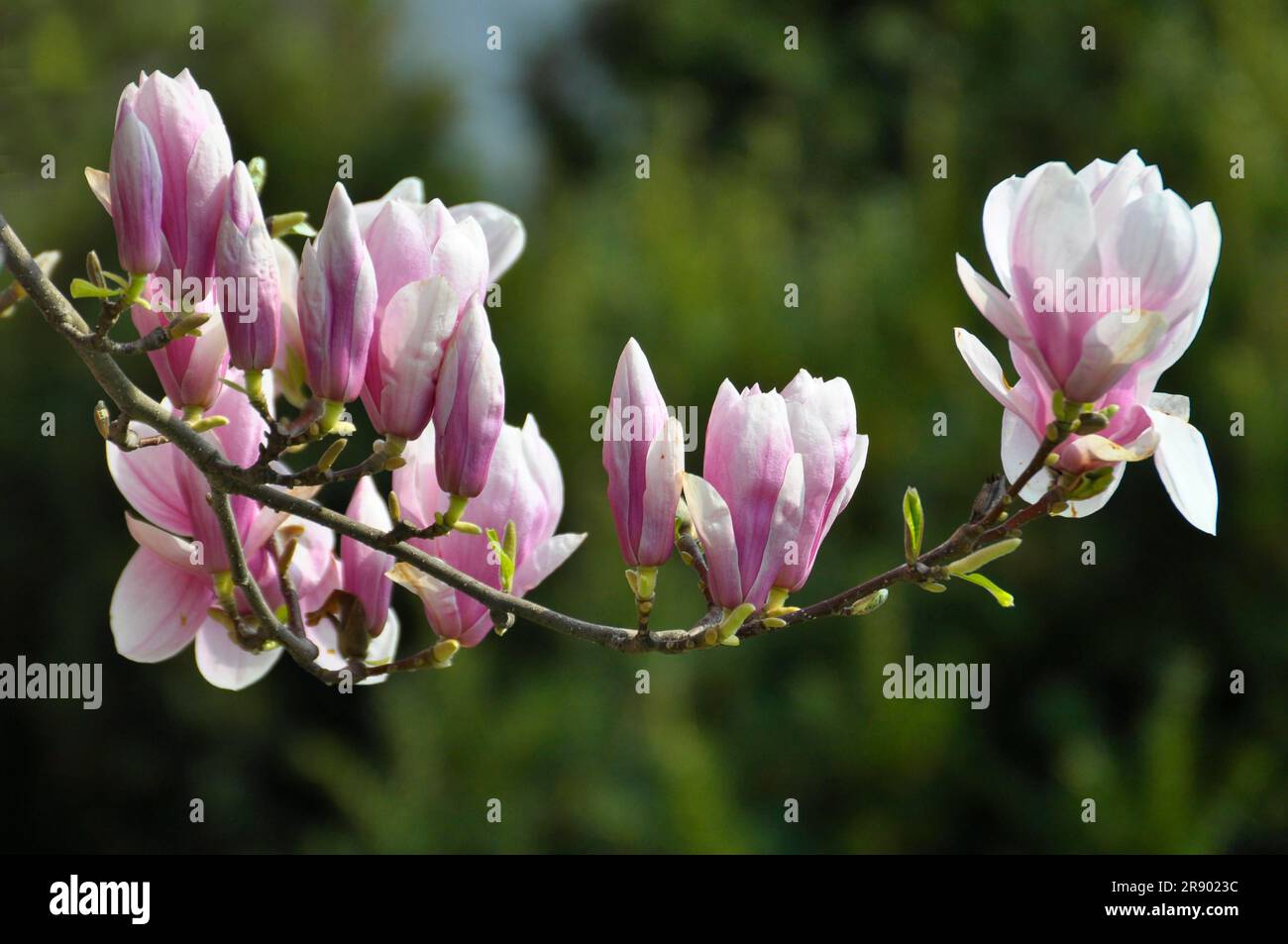 Magnolia detail hi-res stock photography and images - Alamy