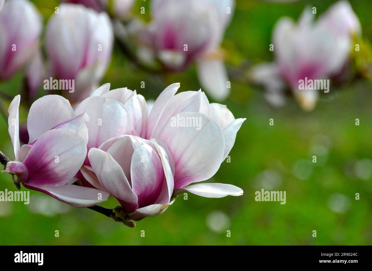 Magnolia detail hi-res stock photography and images - Alamy