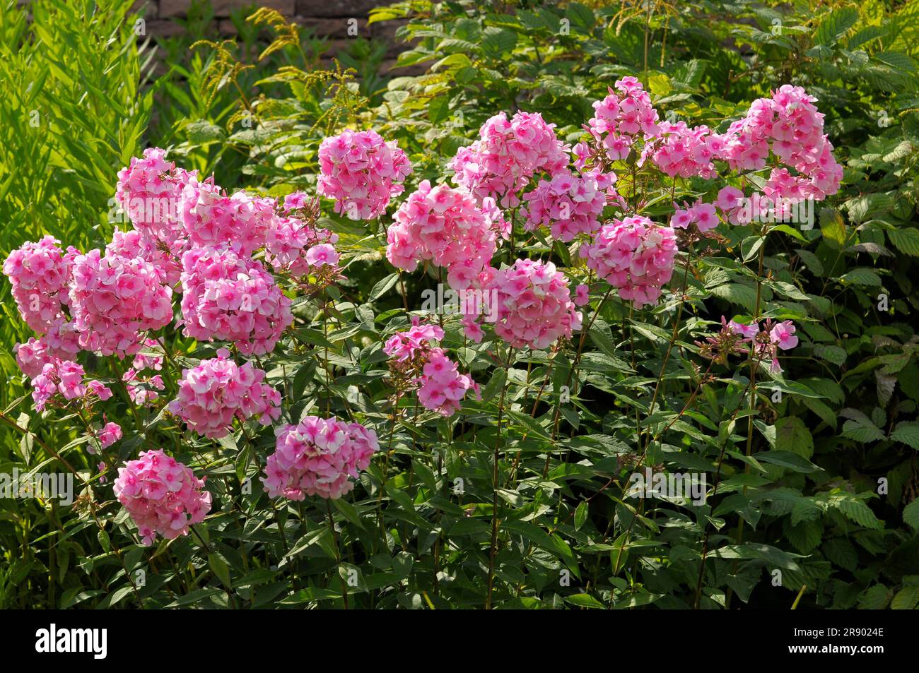 Stuttgart : Killesberg, perennial phlox flowering in the garden Stock Photo