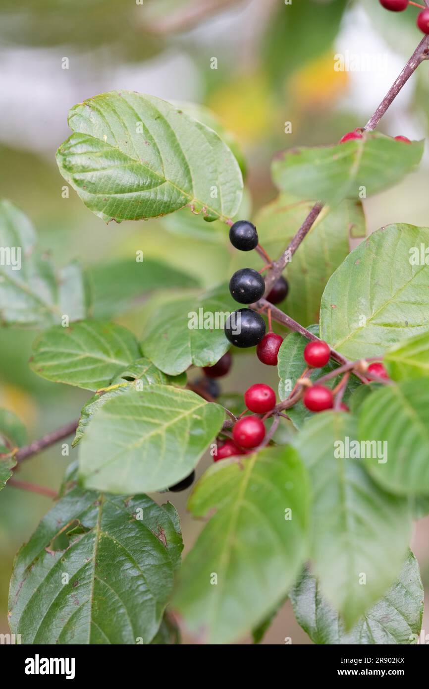 Alder buckthorn (Rhamnus frangula), ripe and unripe fruits next to each other on a branch in close-up, Diepholzer Moorniederung, Lower Saxony, Germany Stock Photo