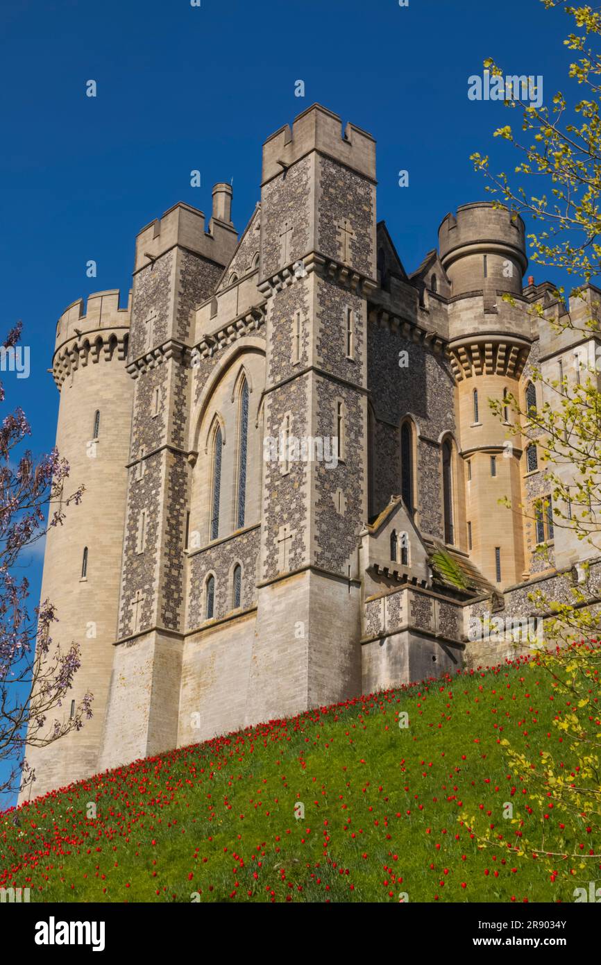 England, Sussex, West Sussex, Arundel, Arundel Castle and Tulips Stock Photo