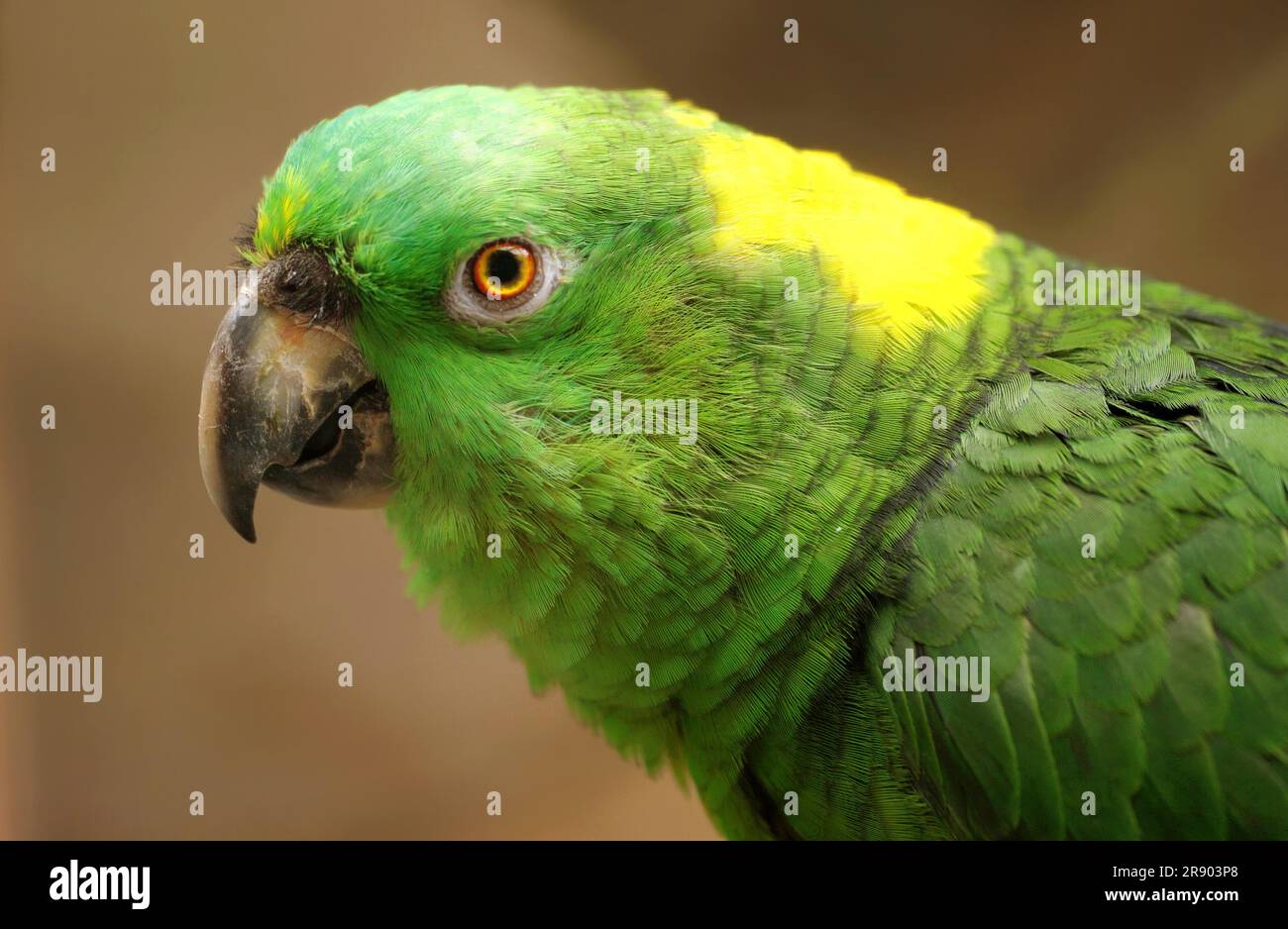 Yellownaped parrot (Amazona auropalliata), Yellownaped Amazon Stock
