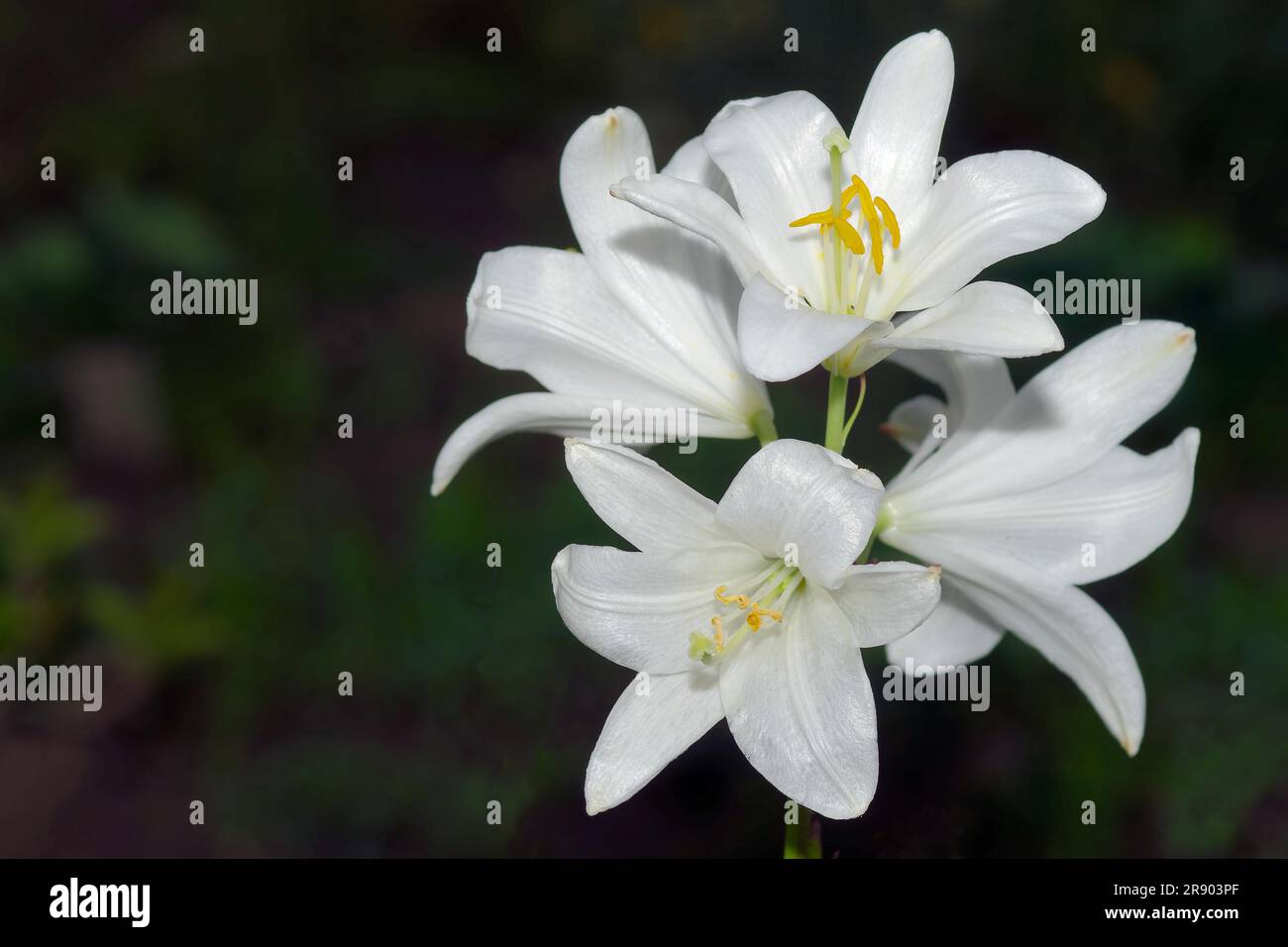 Madonna Lily in the Garden Stock Photo