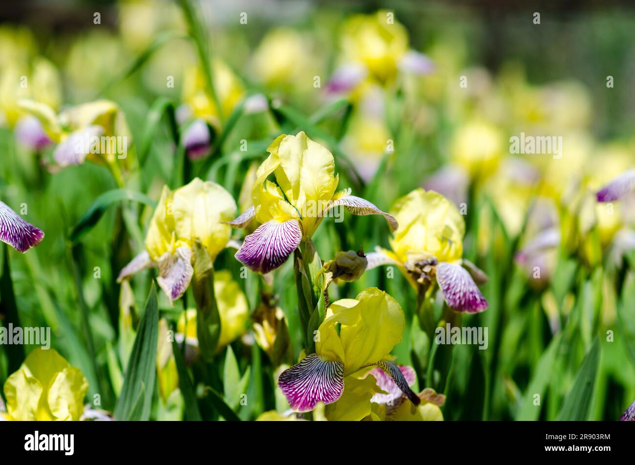 The iris, from the Greek means rainbow. In the language of flowers it