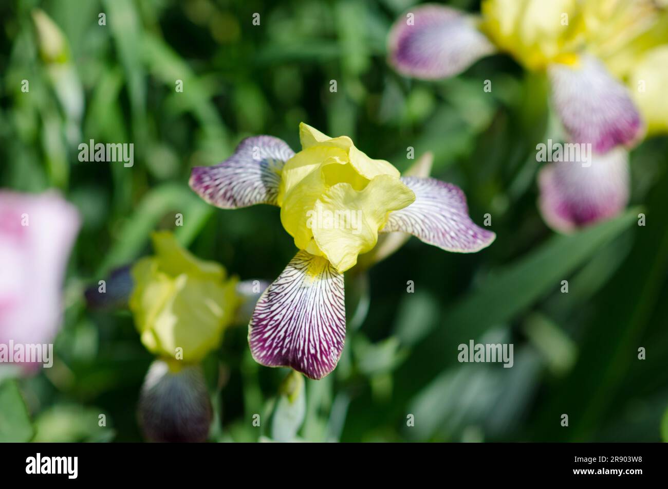 The iris, from the Greek means rainbow. In the language of flowers it