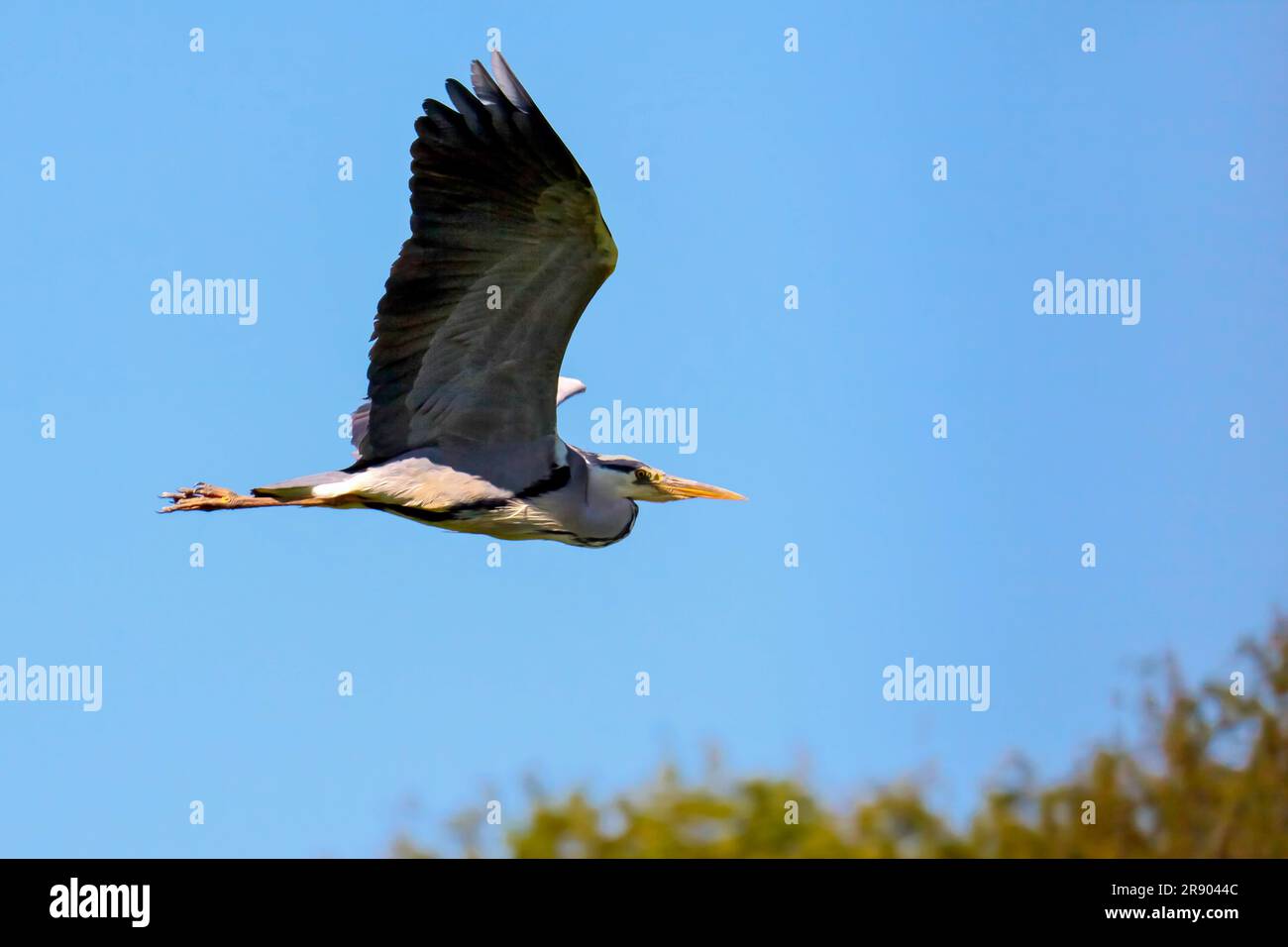 Grey Heron in Flight Stock Photo