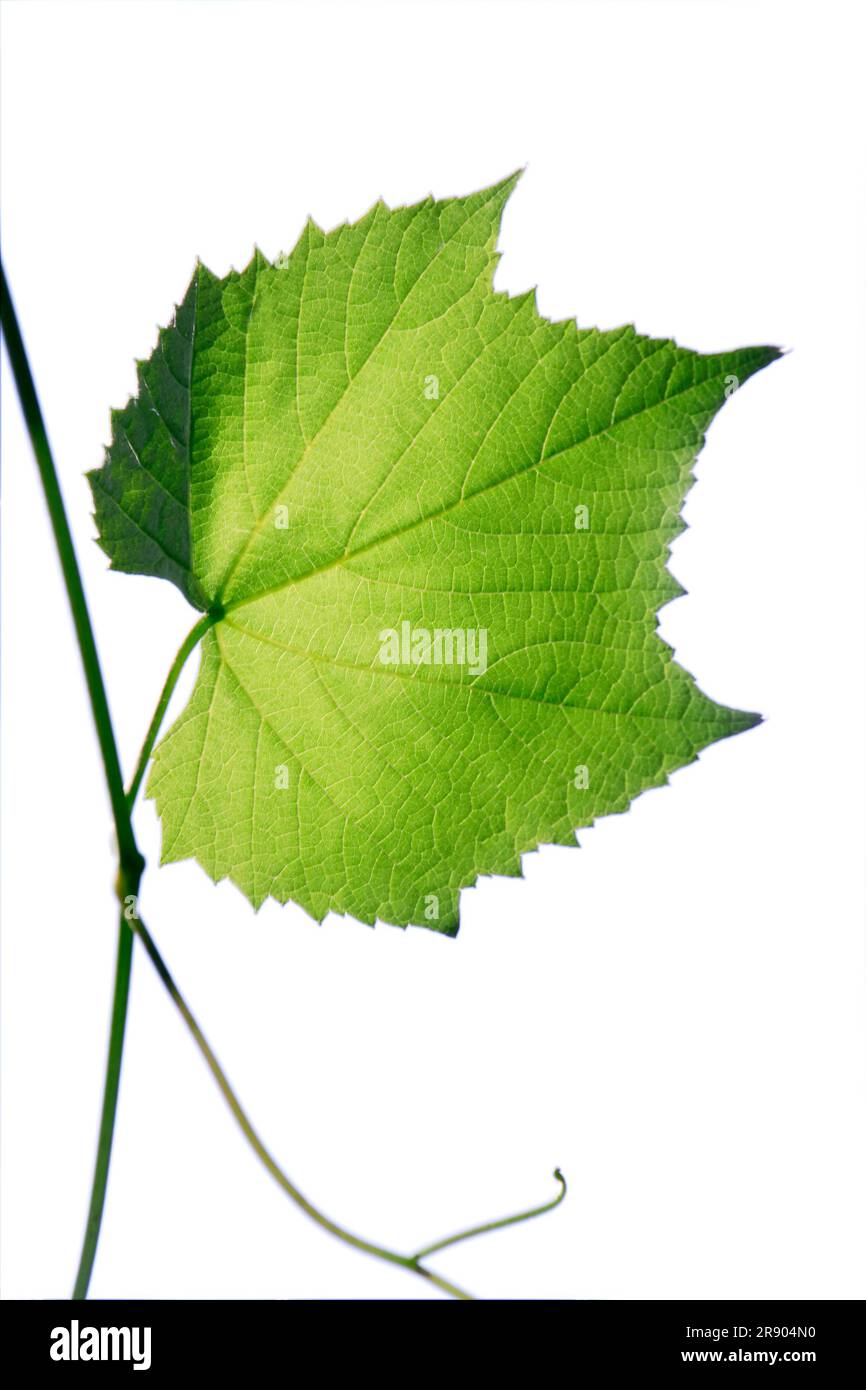 Grape Green Leaf Isolated on White Background Stock Photo - Alamy