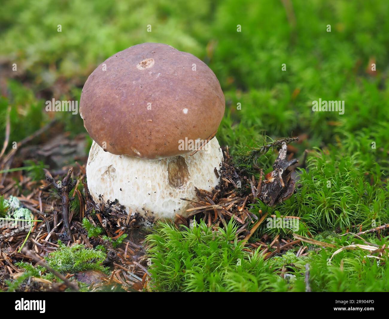 The King Bolete is a very popular, delicious, meaty mushroom. It has many names such as king, cep, porcini, steinpilz, penny bun and many others Stock Photo
