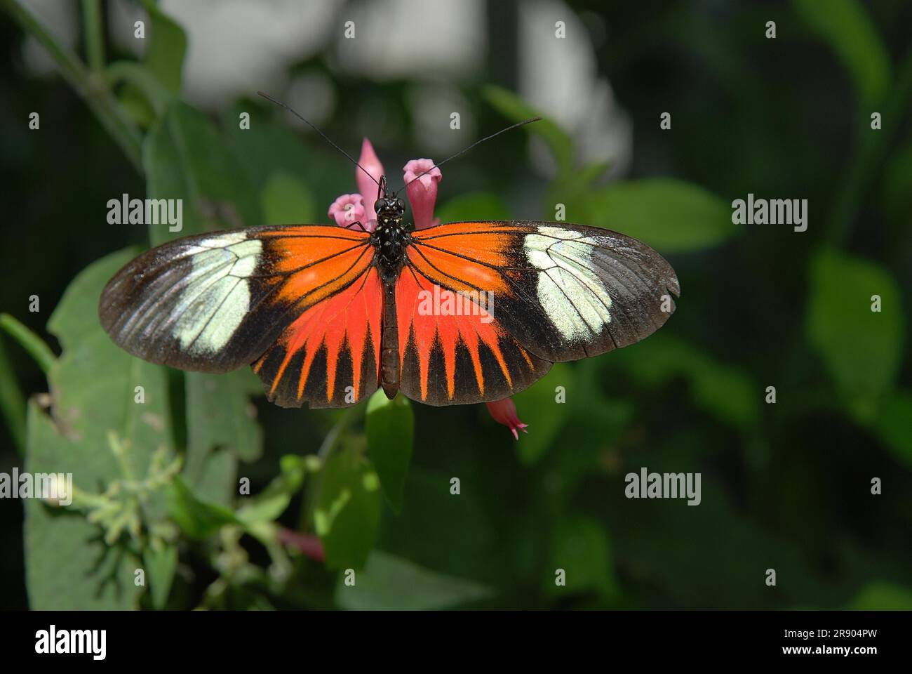 Little postman, noble butterfly Stock Photo