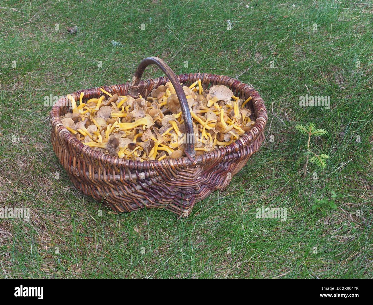 Mushroom cob with yellow-stemmed yellowfoots (Cantharellus tubaeformis) Stock Photo