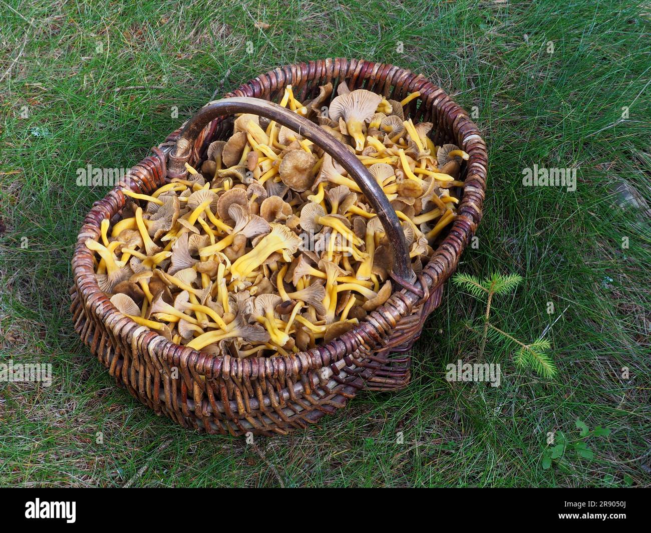 Mushroom cob with yellow-stemmed yellowfoots (Cantharellus tubaeformis) Stock Photo
