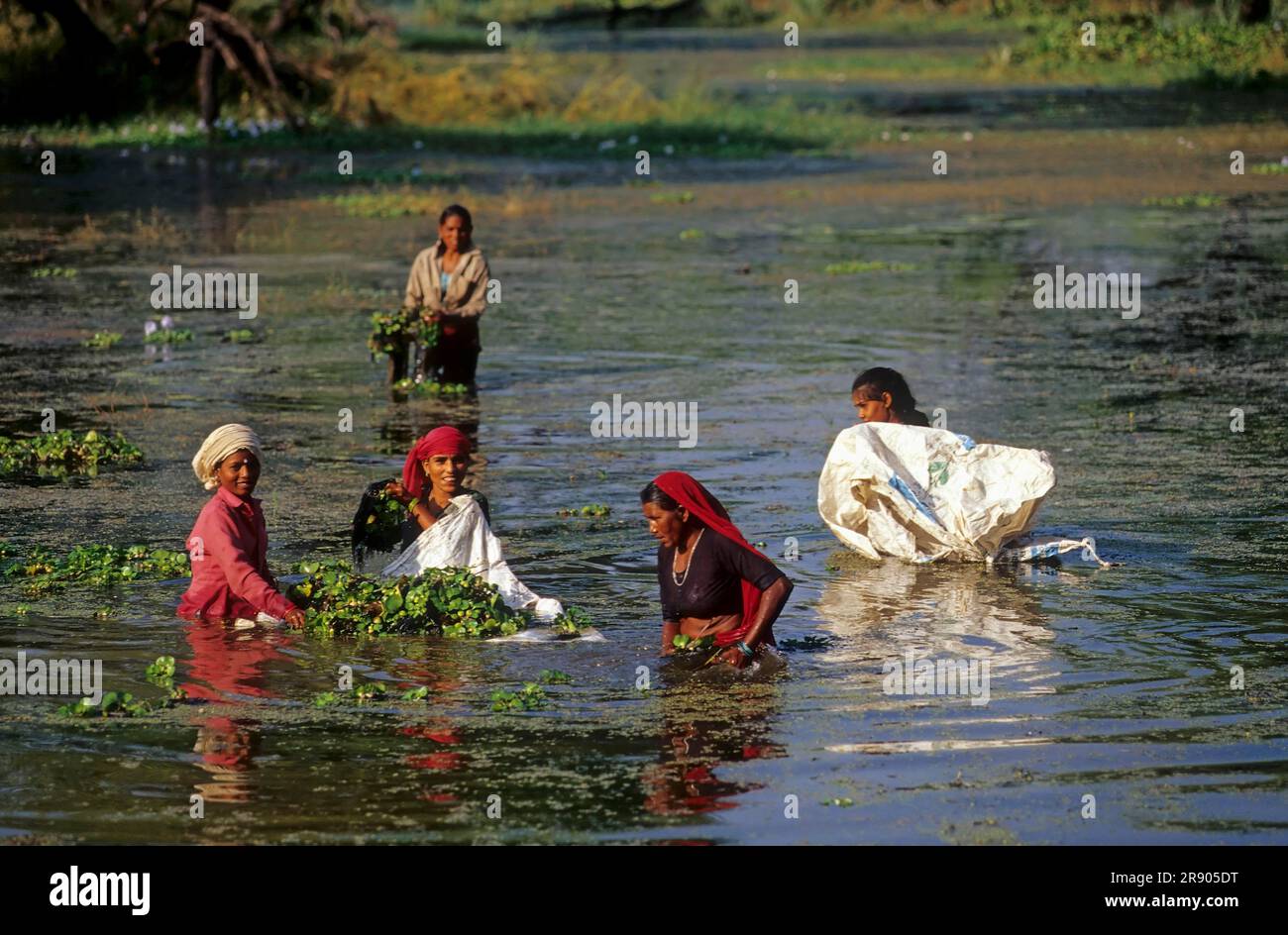 Water hyacinth harvest, Bharatpur, Natipnal Park, India Stock Photo Alamy