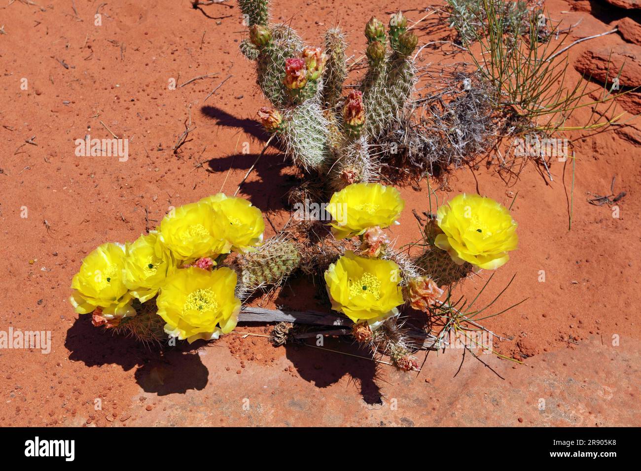 Yellow flowering cactus, Grand Staircase Escalante National Monument, Utah, USA Stock Photo