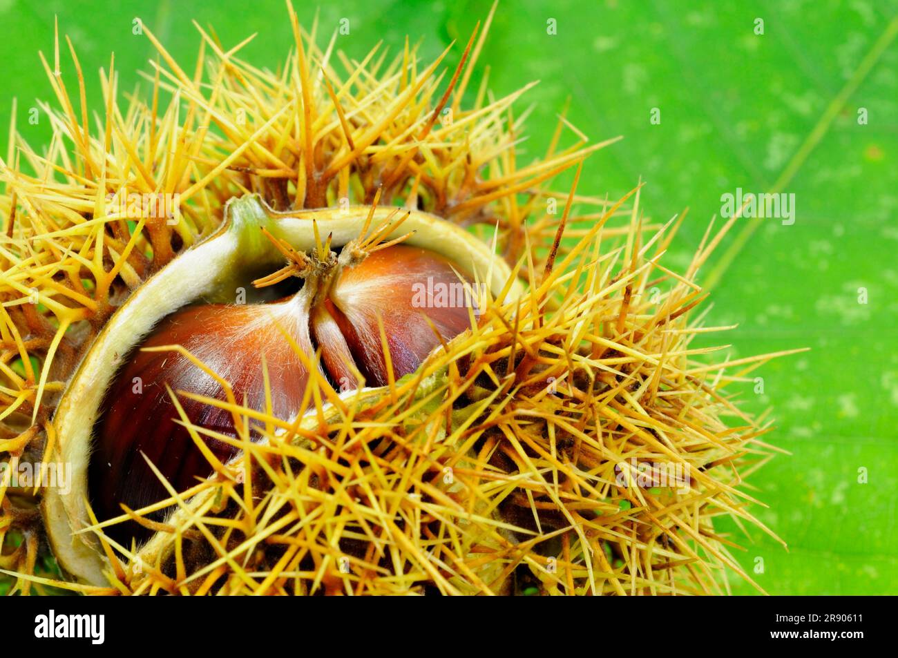 Sweet Chestnut Castanea Sativa Fruit Stock Photo Alamy