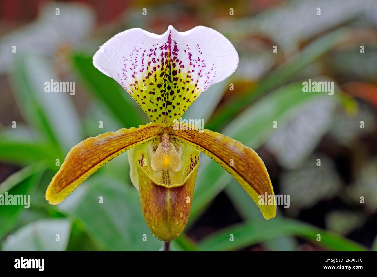 Slipper Orchid (Paphiopedilum) Stock Photo