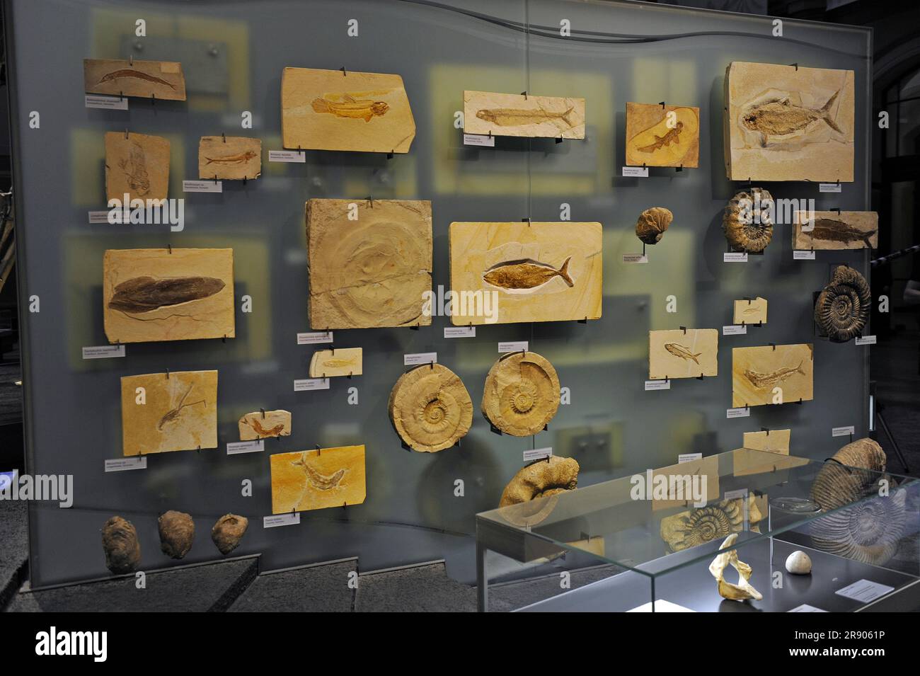 Exhibition of fossils, Museum fuer Naturkunde, Berlin, Germany Stock Photo