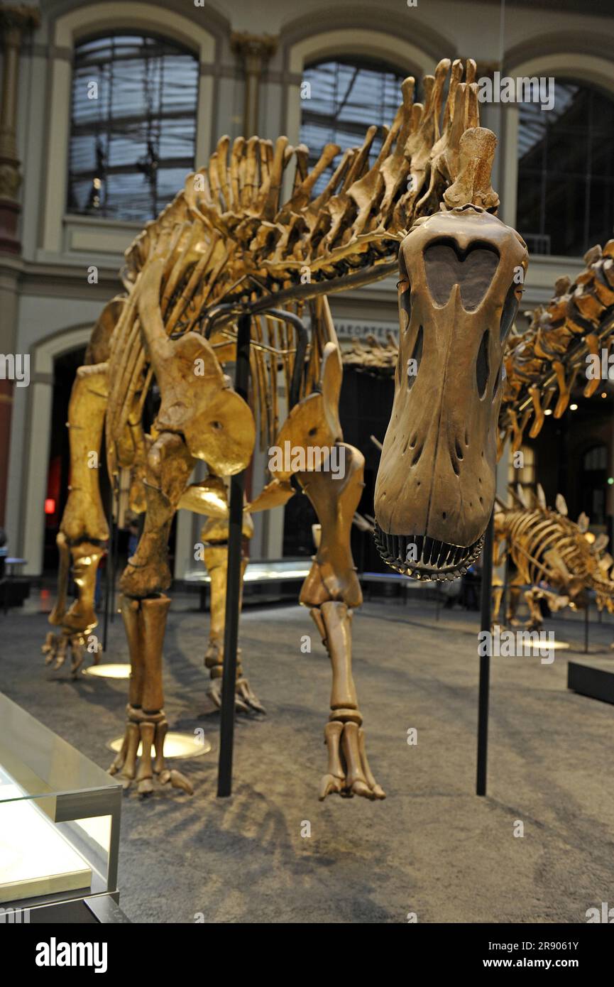 Skeleton reconstruction of a Dicraeosaurus hansemanni, Saurierhalle, Museum fuer Naturkunde, Berlin, Germany, dinosaur skeleton Stock Photo