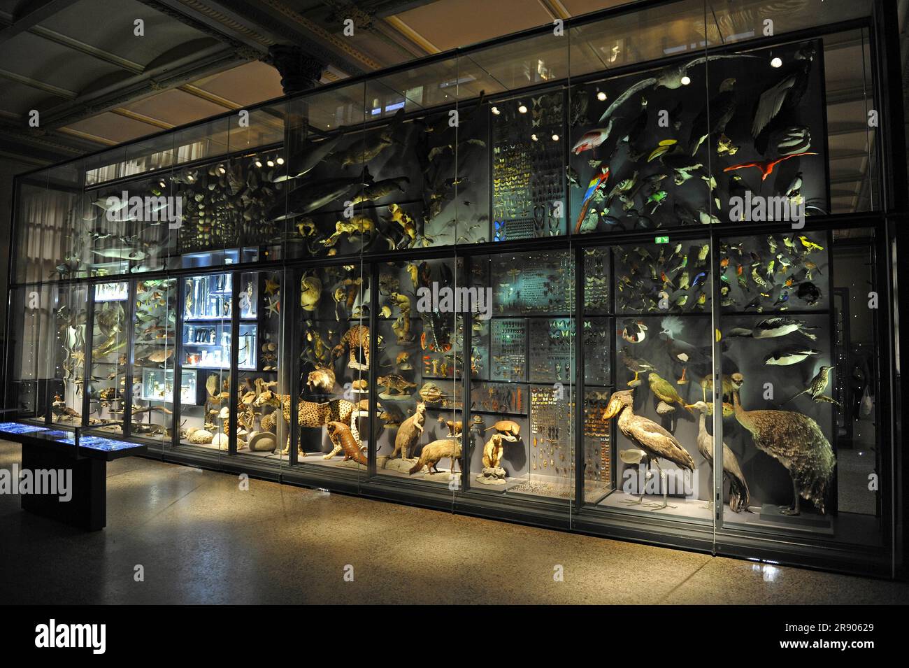 Display case with exhibits, Museum fuer Naturkunde, Berlin, Germany, stuffed animals Stock Photo